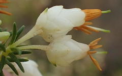 Erica intermedia albiflora