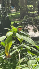 Danaus plexippus