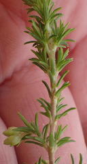 Erica intermedia albiflora