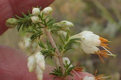 Erica intermedia albiflora