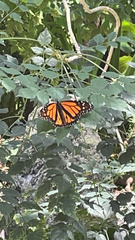 Danaus plexippus