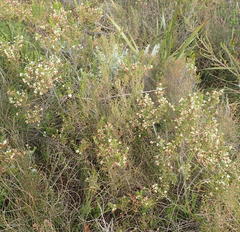 Erica intermedia albiflora