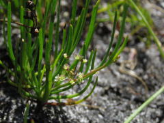 Centella macrocarpa macrocarpa