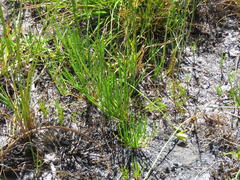Centella macrocarpa macrocarpa