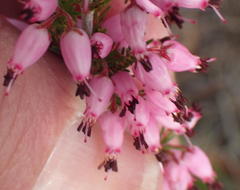 Erica nutans
