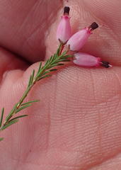 Erica nutans