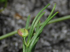 Centella macrocarpa macrocarpa
