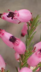 Erica nutans