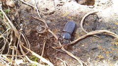 Odontotaenius