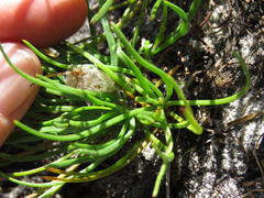 Centella macrocarpa macrocarpa