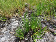 Centella macrocarpa macrocarpa