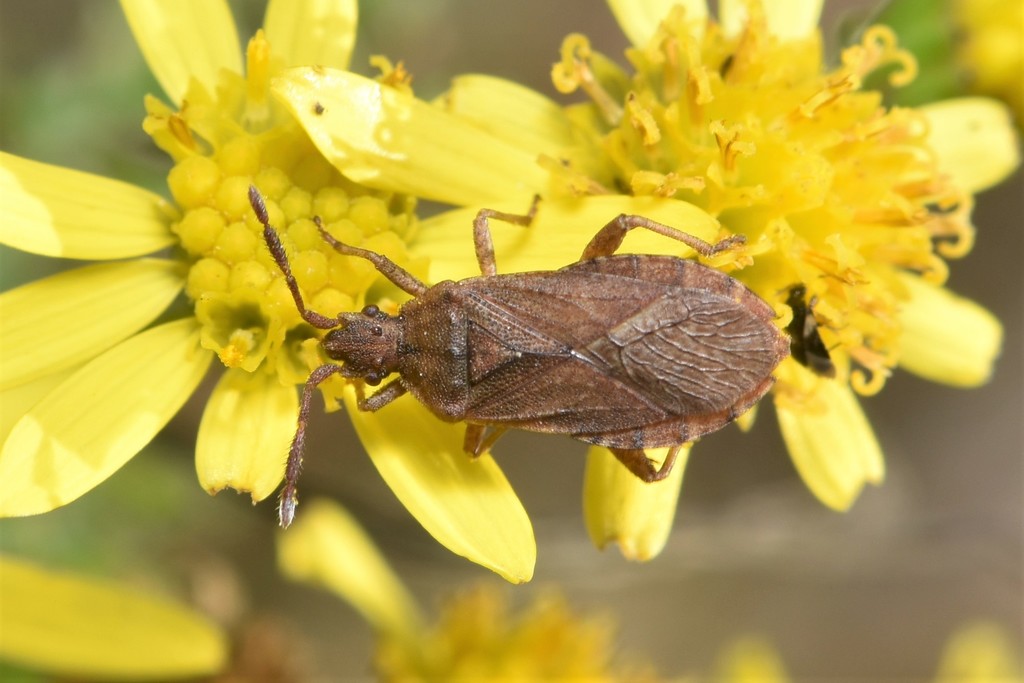 Ceraleptus pacificus
