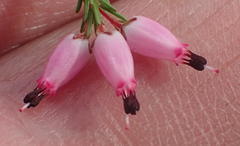 Erica nutans