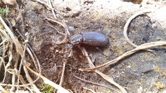 Odontotaenius