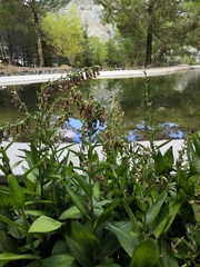 Epipactis veratrifolia