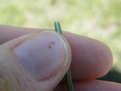 Stenostelma umbelluliferum