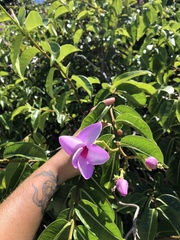 Cryptostegia