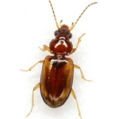 Tachys pulchellus