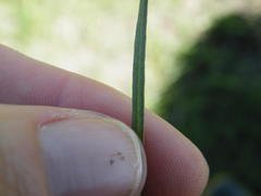 Stenostelma umbelluliferum