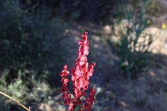 Rumex cordatus