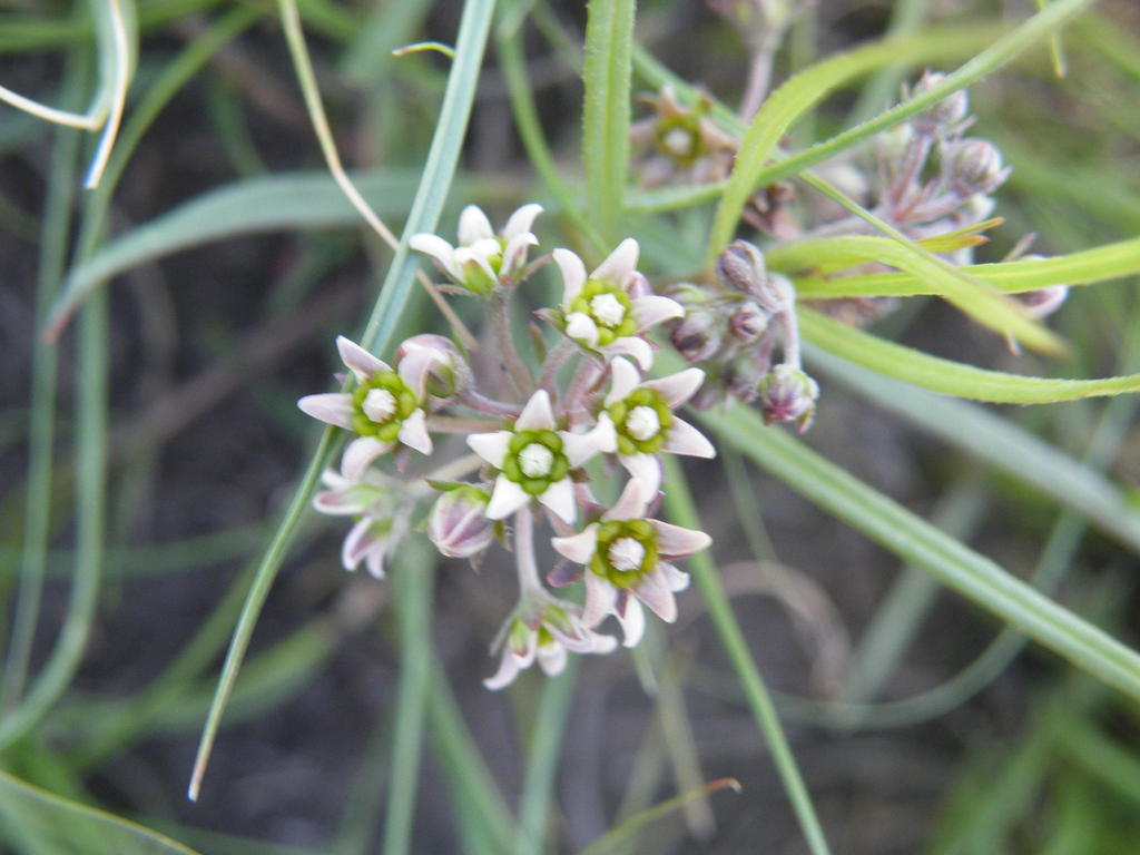 Stenostelma umbelluliferum