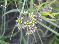 Stenostelma umbelluliferum