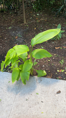 Heliconia latispatha
