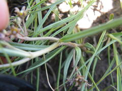 Stenostelma umbelluliferum