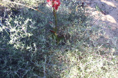 Rumex cordatus