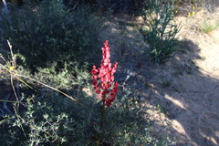 Rumex cordatus