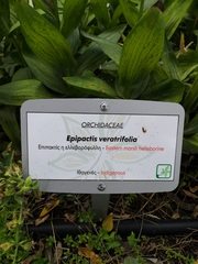 Epipactis veratrifolia