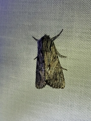 Fishia yosemitae