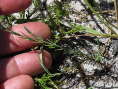 Lachnaea uniflora