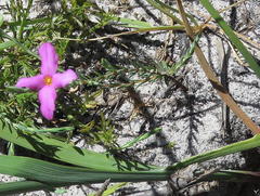 Lachnaea uniflora