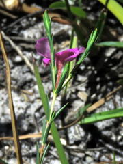 Lachnaea uniflora
