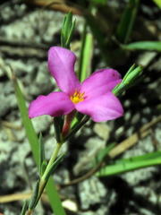 Lachnaea uniflora