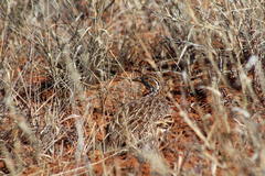 Scleroptila gutturalis