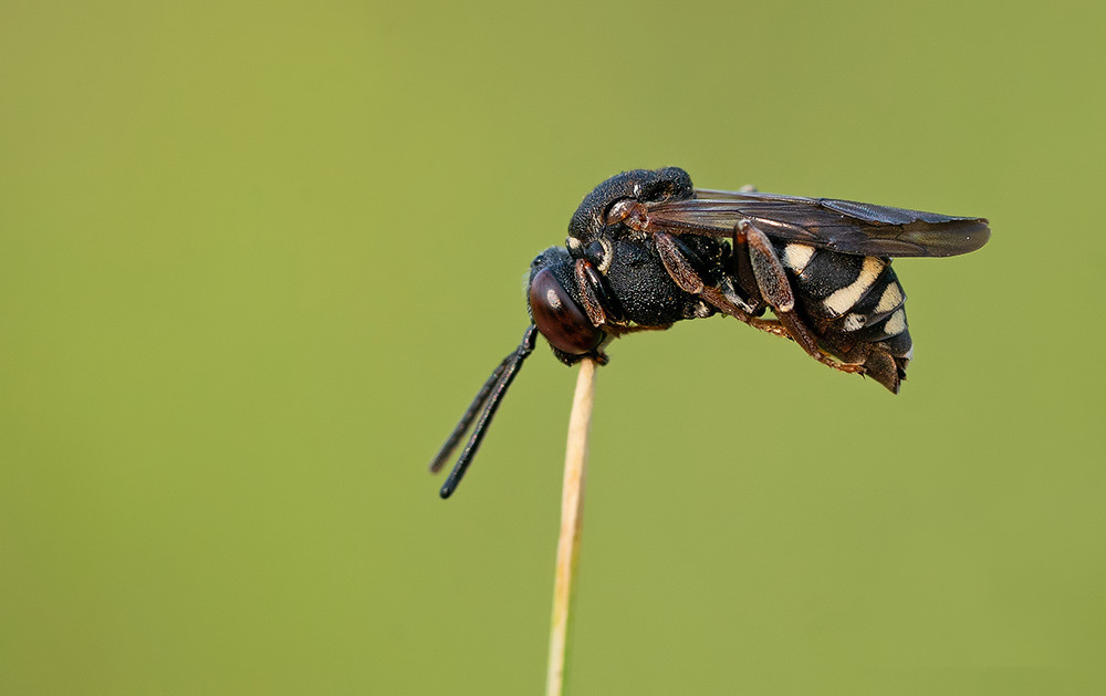 Red-footed Cellophane-Cuckoo