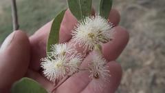 Eucalyptus saligna