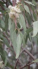 Eucalyptus saligna
