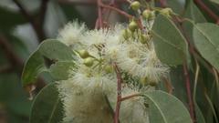Eucalyptus saligna