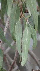 Eucalyptus saligna
