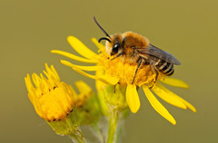 Colletes halophilus