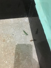 Atractomorpha crenulata