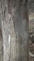 Eucalyptus saligna