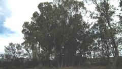 Eucalyptus saligna