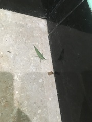 Atractomorpha crenulata