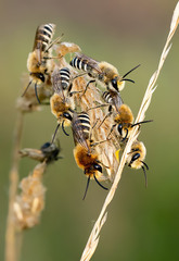 Colletes halophilus