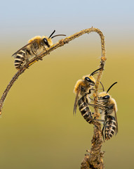Colletes halophilus