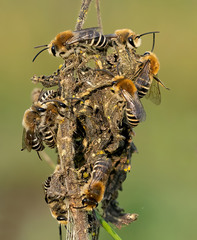 Colletes halophilus